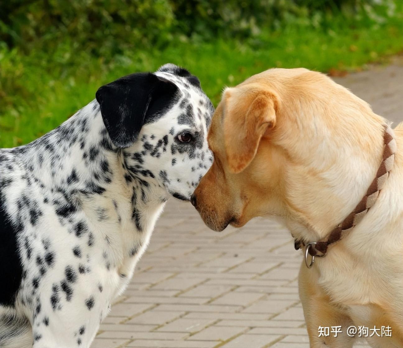 狗狗发情交配原理讲解，这些狗狗配种的知识你知道多少-宠物主人