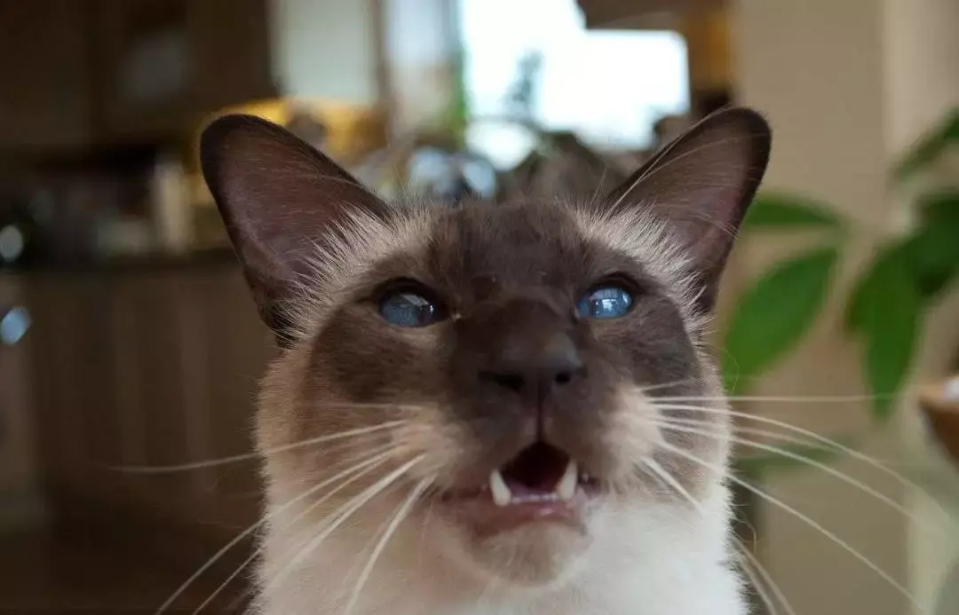 每日一宠巴厘猫