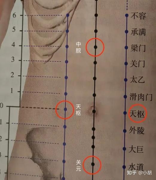 倪海厦针灸课笔记(10)足阳明胃经 下 - 知乎