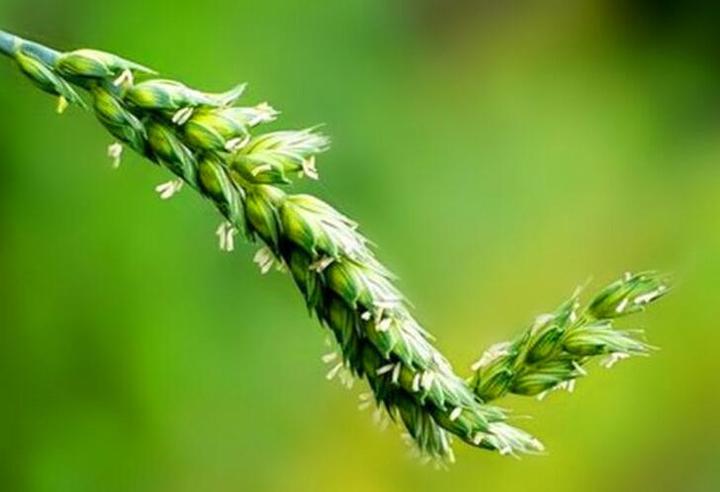 花信风 清明之麦花 万顷雪光抽夏日 知乎