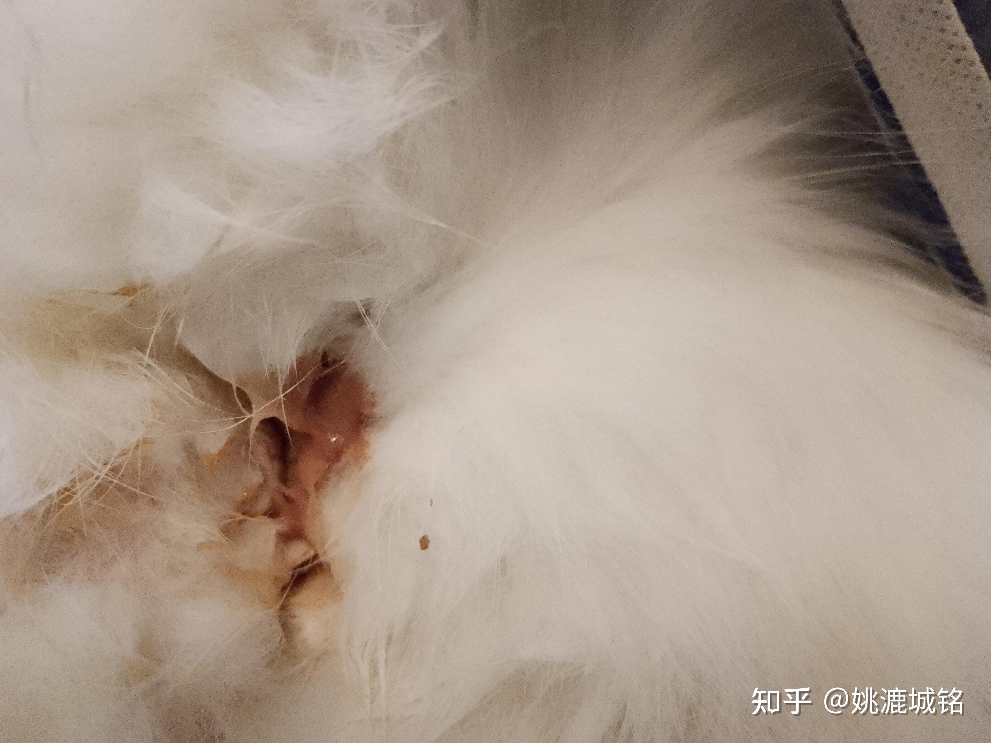 猫咪子宫蓄脓手术后接回家怎么照顾