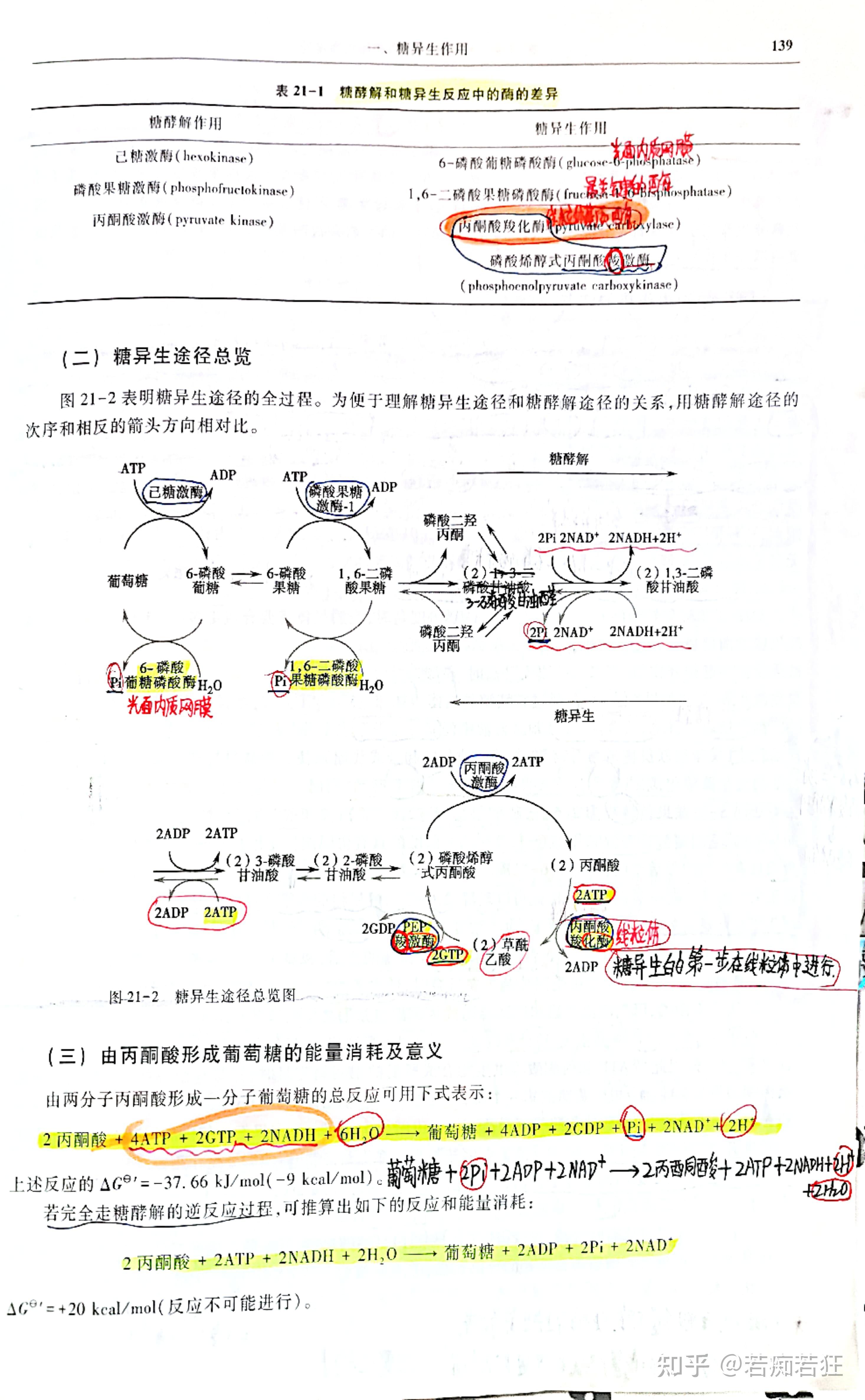 糖异生途径思维导图图片