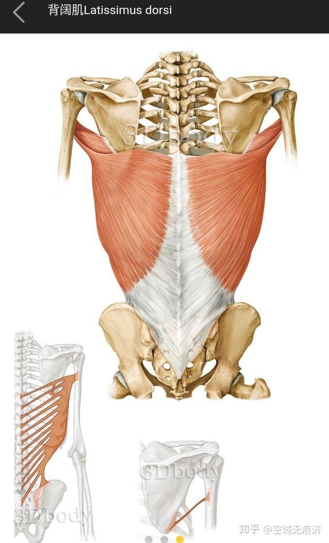 躯干后侧肌肉图片