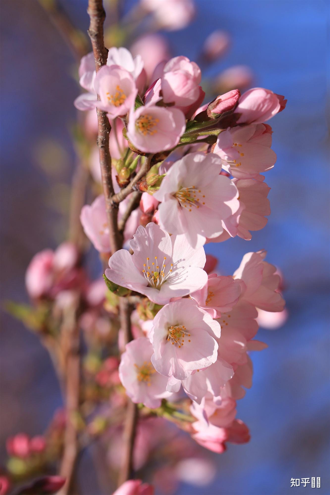 请问这是江户彼岸樱吗? - 知乎