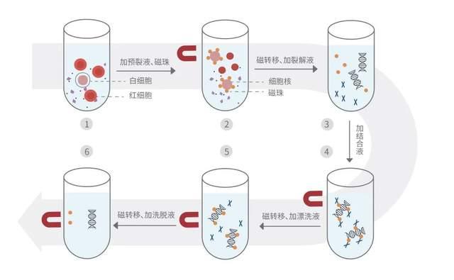 磁珠法血液基因组dna提取试剂盒实现技术革新