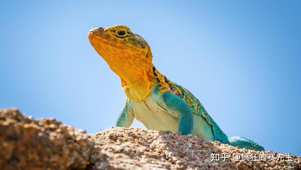 你看到的就是整个世界丨动物界色盲大盘点 知乎