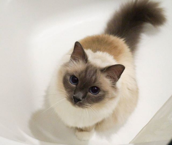 吸猫大会伯曼猫suki