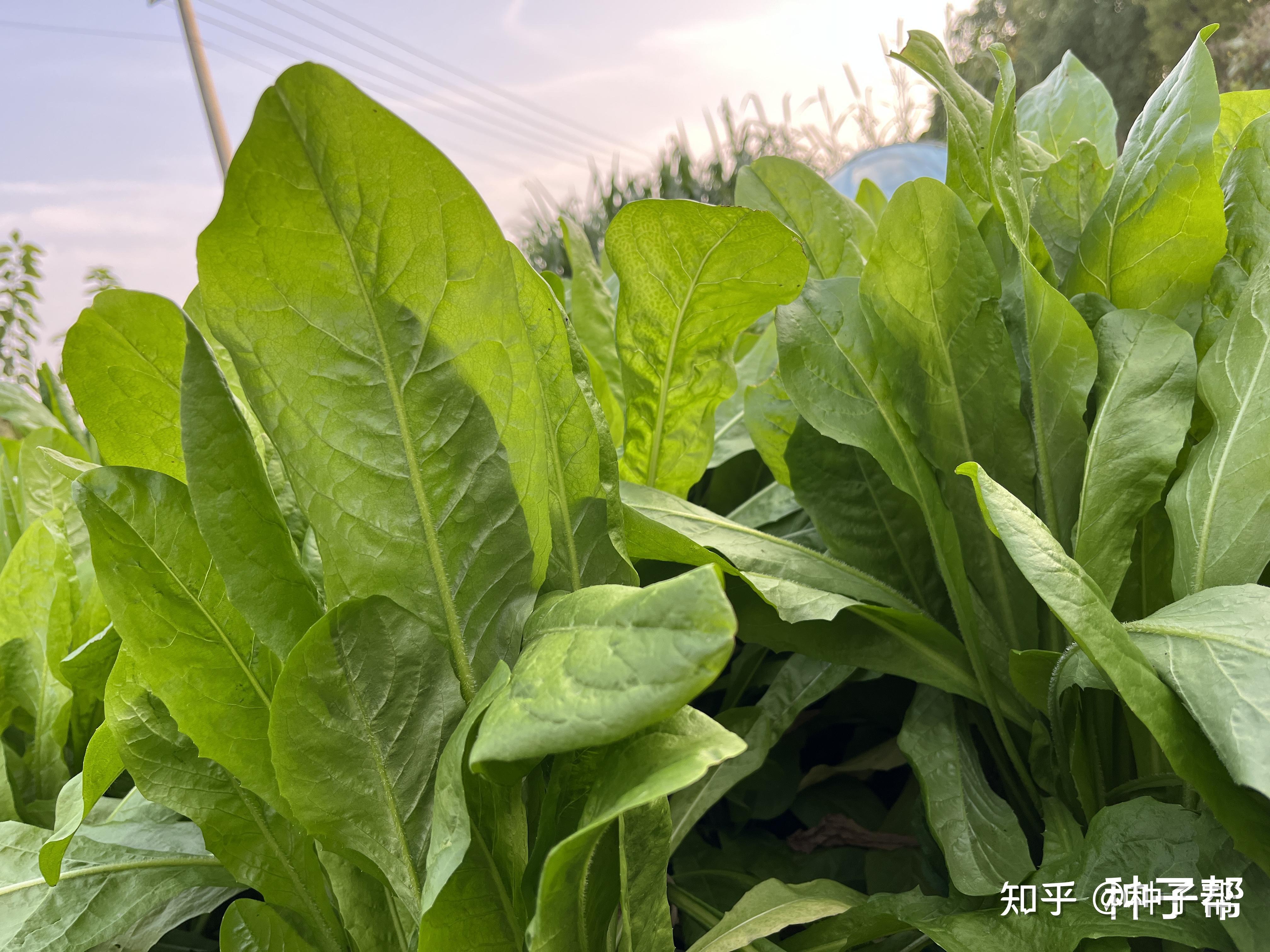 大叶将军菊苣产量有多少什么时候种植营养价值怎样答案来了