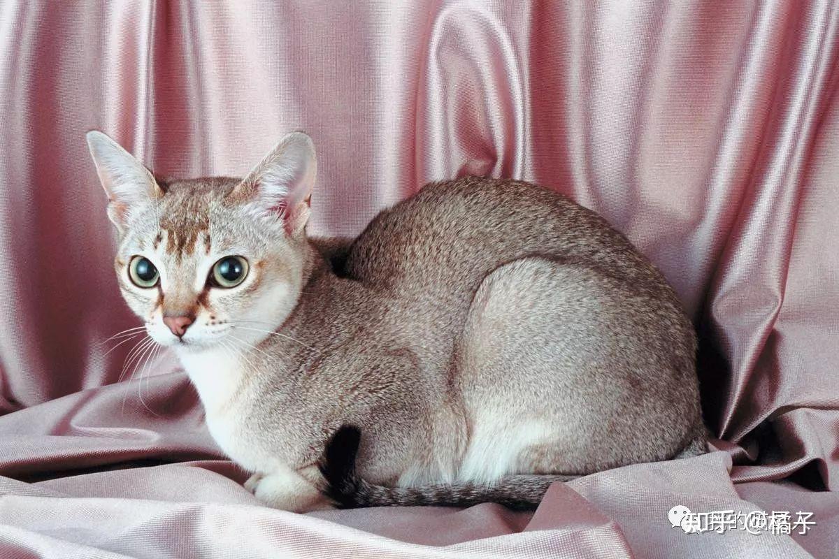 【猫咪百科】世界上最小的猫科动物——锈斑豹猫，仅有一片树叶大！_哔哩哔哩_bilibili