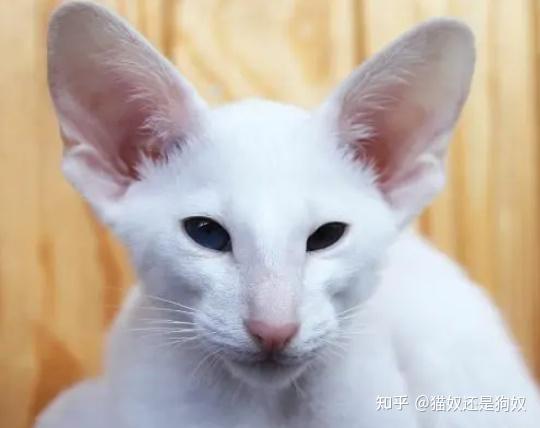 猫品种排行榜前十名,第一名有钱也难买
