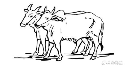 两头牛,非常印度教的样子.