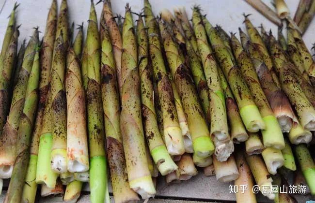 吃过瓦屋山冷笋,始觉人间值得 - 知乎