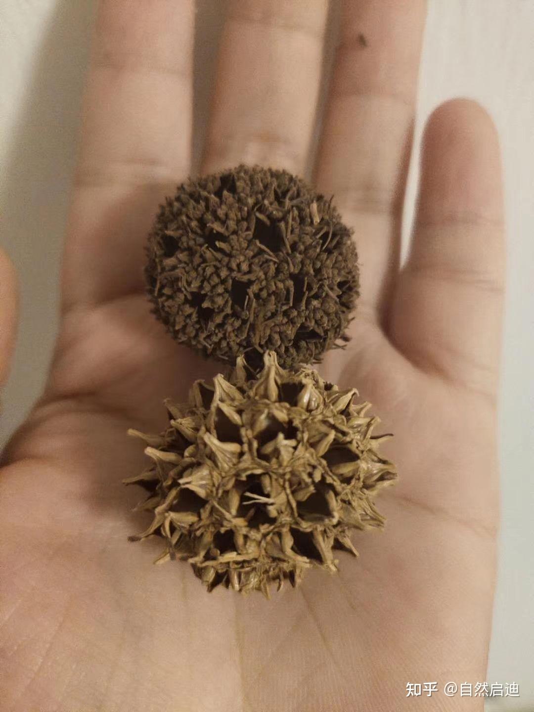 麻烦大神看一下这个果实这个是枫香还是北美枫香呢