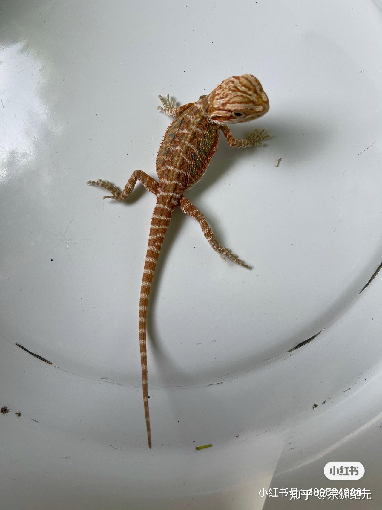 鬃狮蜥 - 知乎