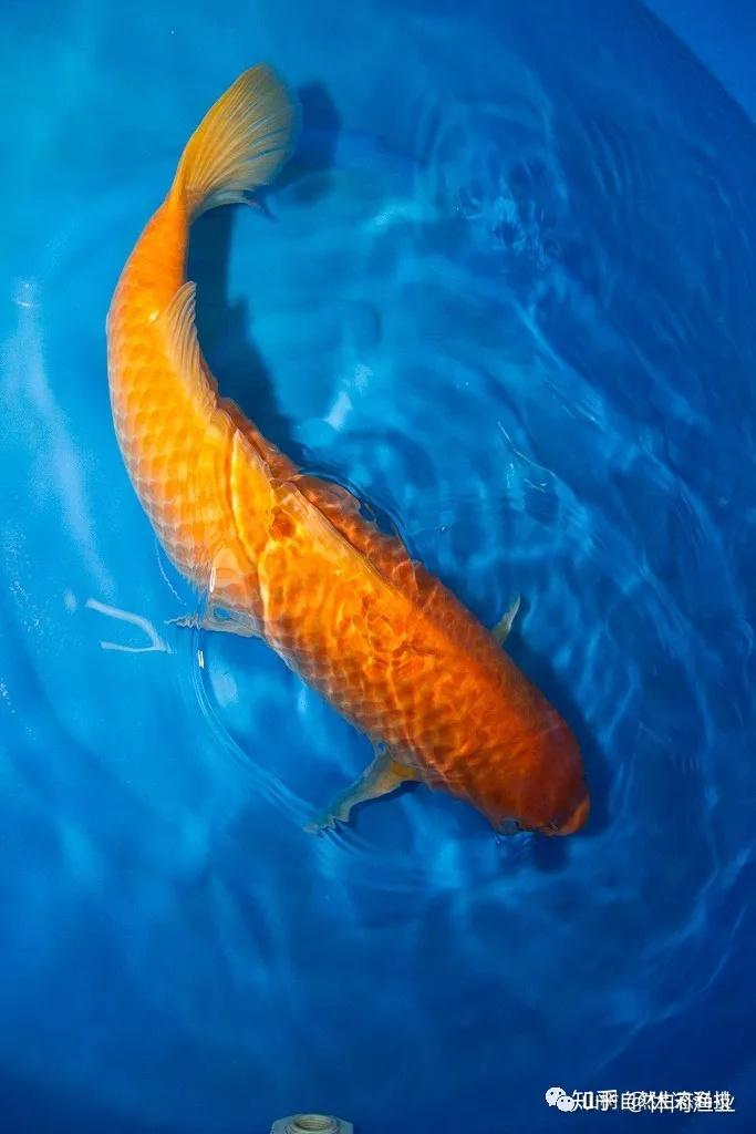 山树与您共赏黄金锦鲤之美内含冠军锦鲤视频