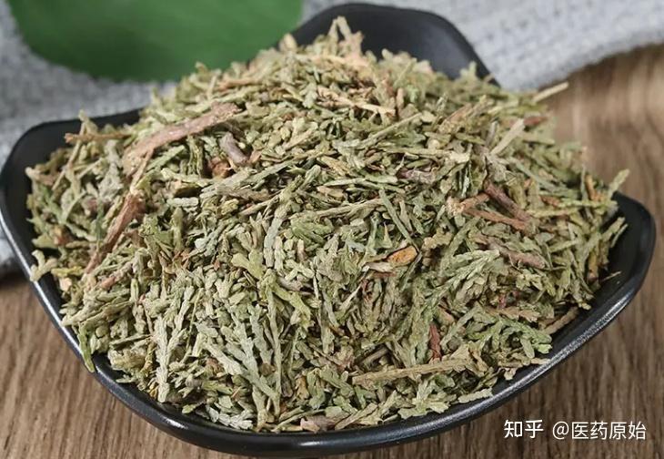 带你识别侧柏叶 - 知乎
