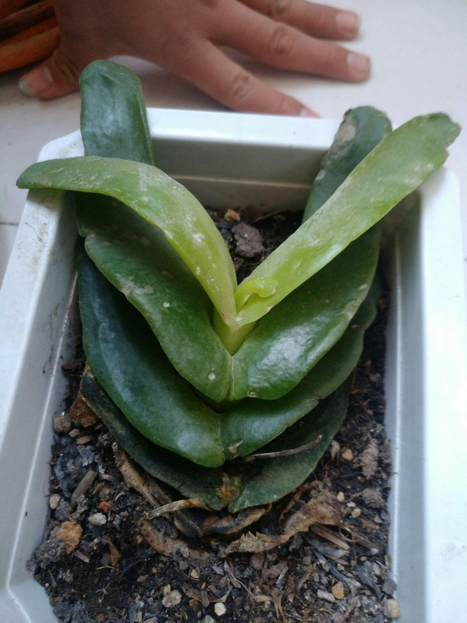 多肉植物突然枯萎怎么救活