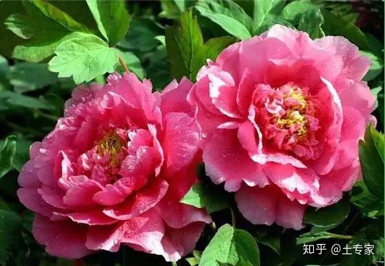 知心.——王维《红牡丹》绿艳闲且静,红衣浅复深.