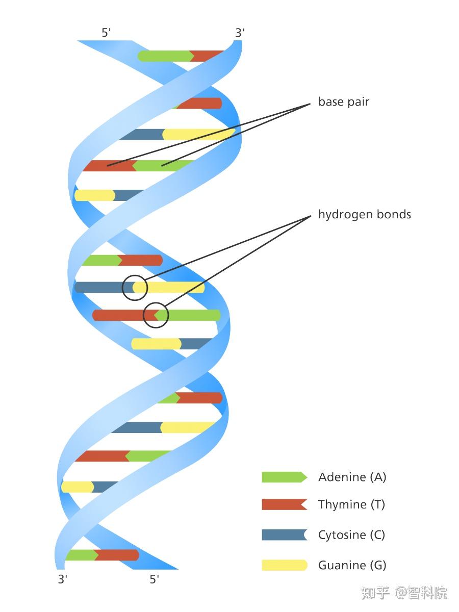 新的DNA
