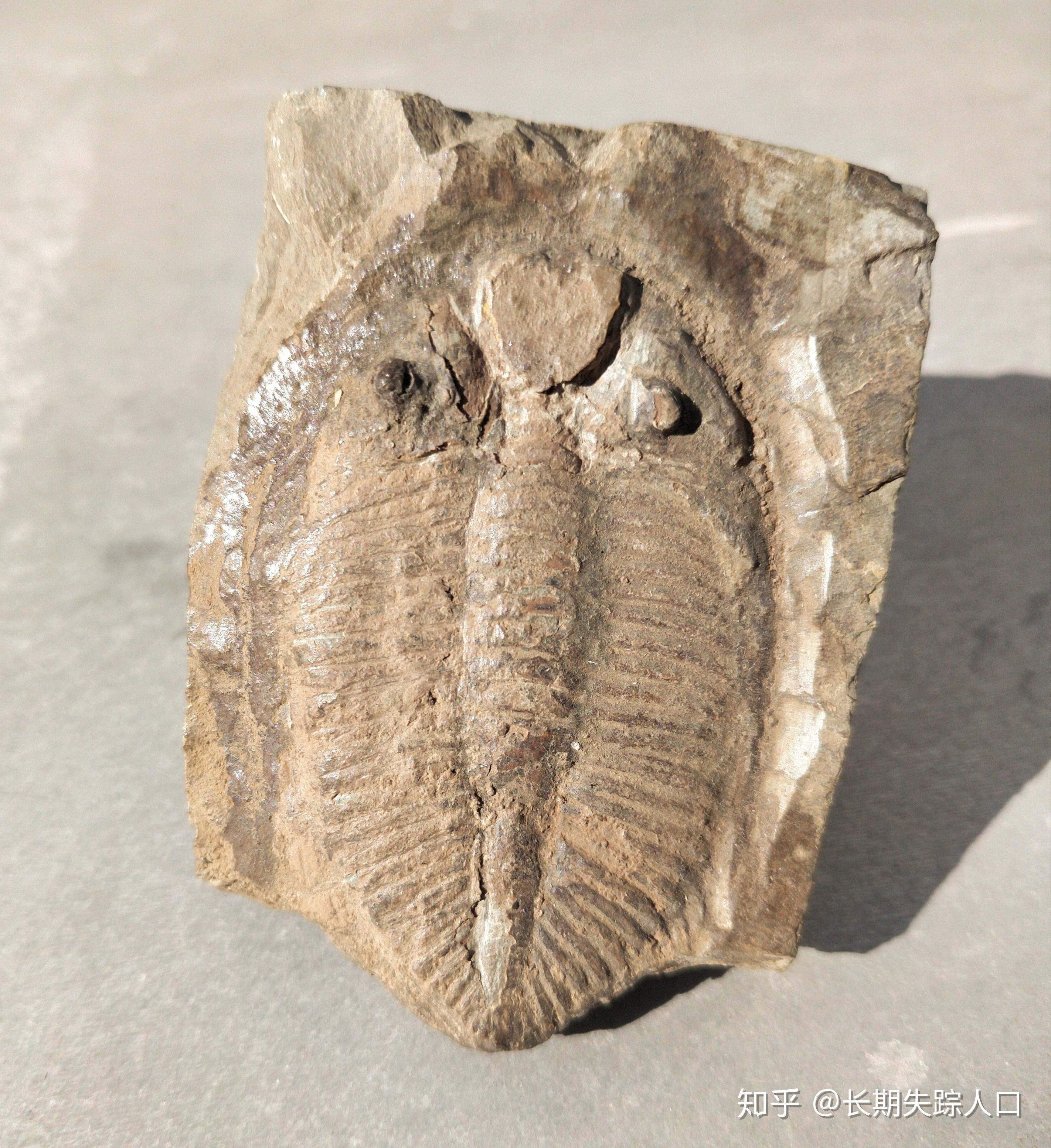 常见古生物化石王冠虫