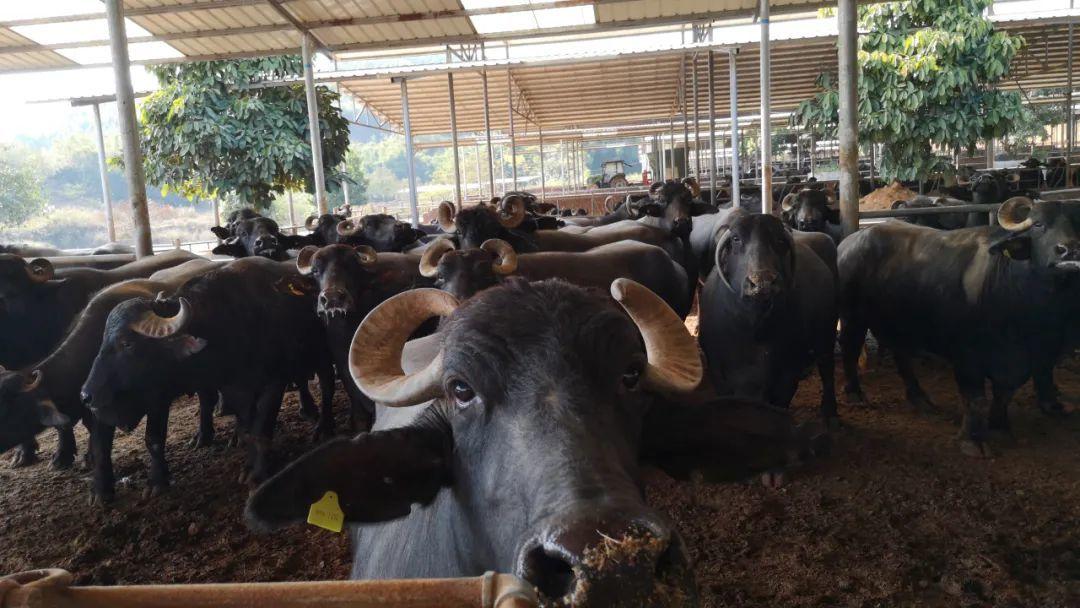 广西水牛奶自带天然甜香醇美味每一口都像在吃冰淇淋