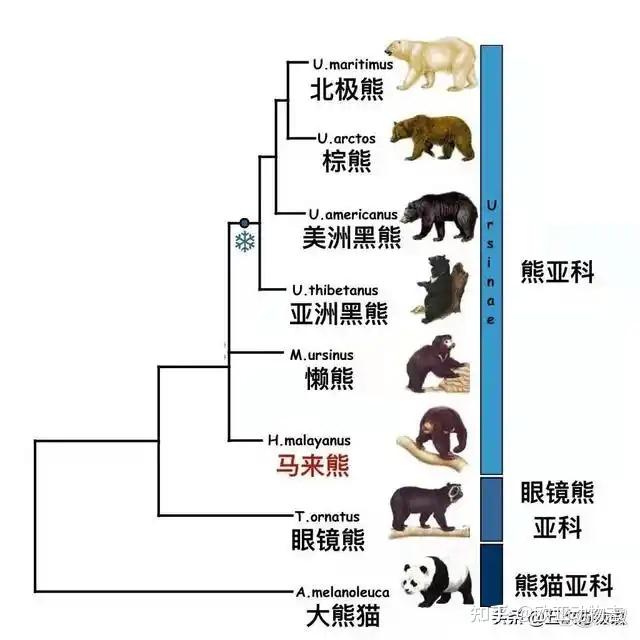 熊霸天下(一)熊的种类与分布 - 知乎