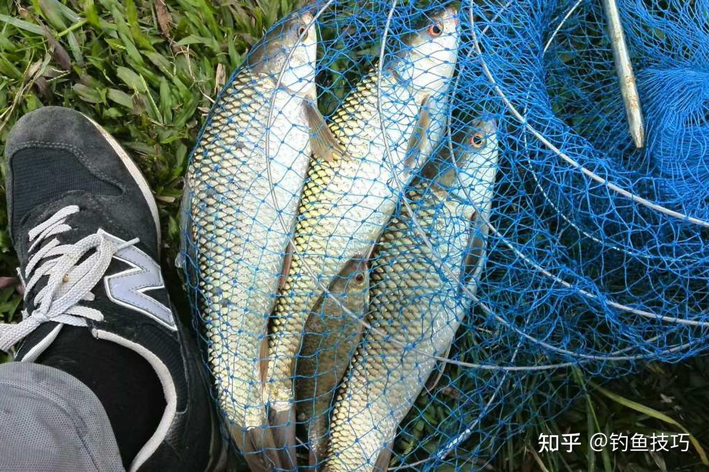 钓土鲮用什么鱼饵？钓土鲮的4个用饵技巧 - 知乎