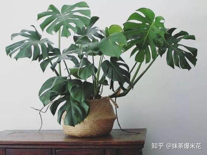 monstera purple Monstera Deliciosa Swiss Cheese Plant Seeds