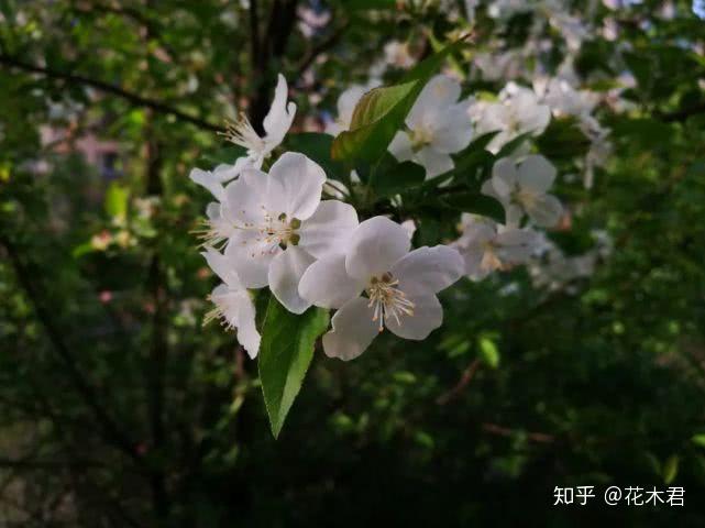 棠梨的辨识分类和鉴赏|蜀地从来胜,棠梨第一花 - 知乎