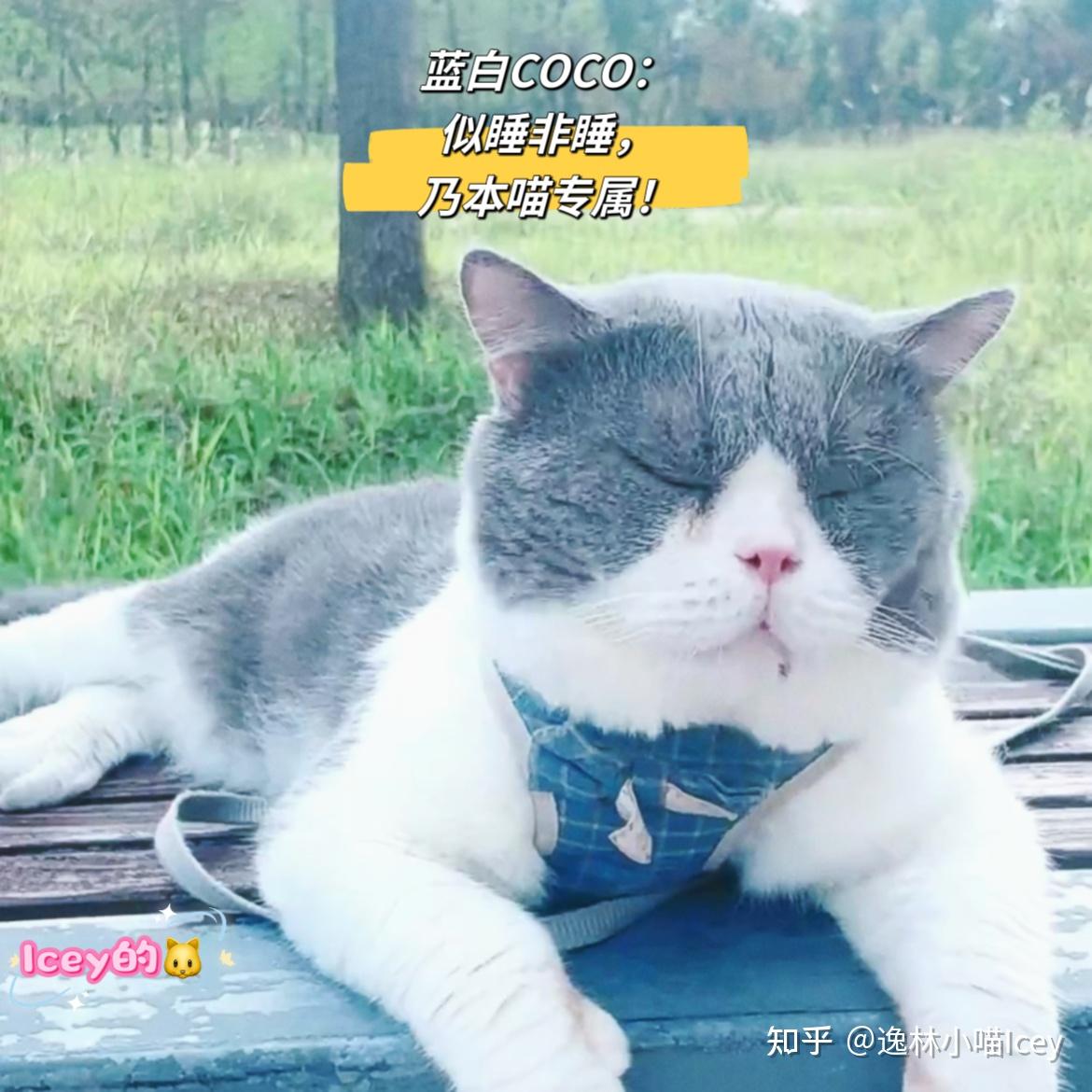 养猫久了才明白猫咪的睡眠时间能判断健康状况喔！ - 知乎