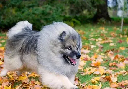 每日一寵荷蘭毛獅犬