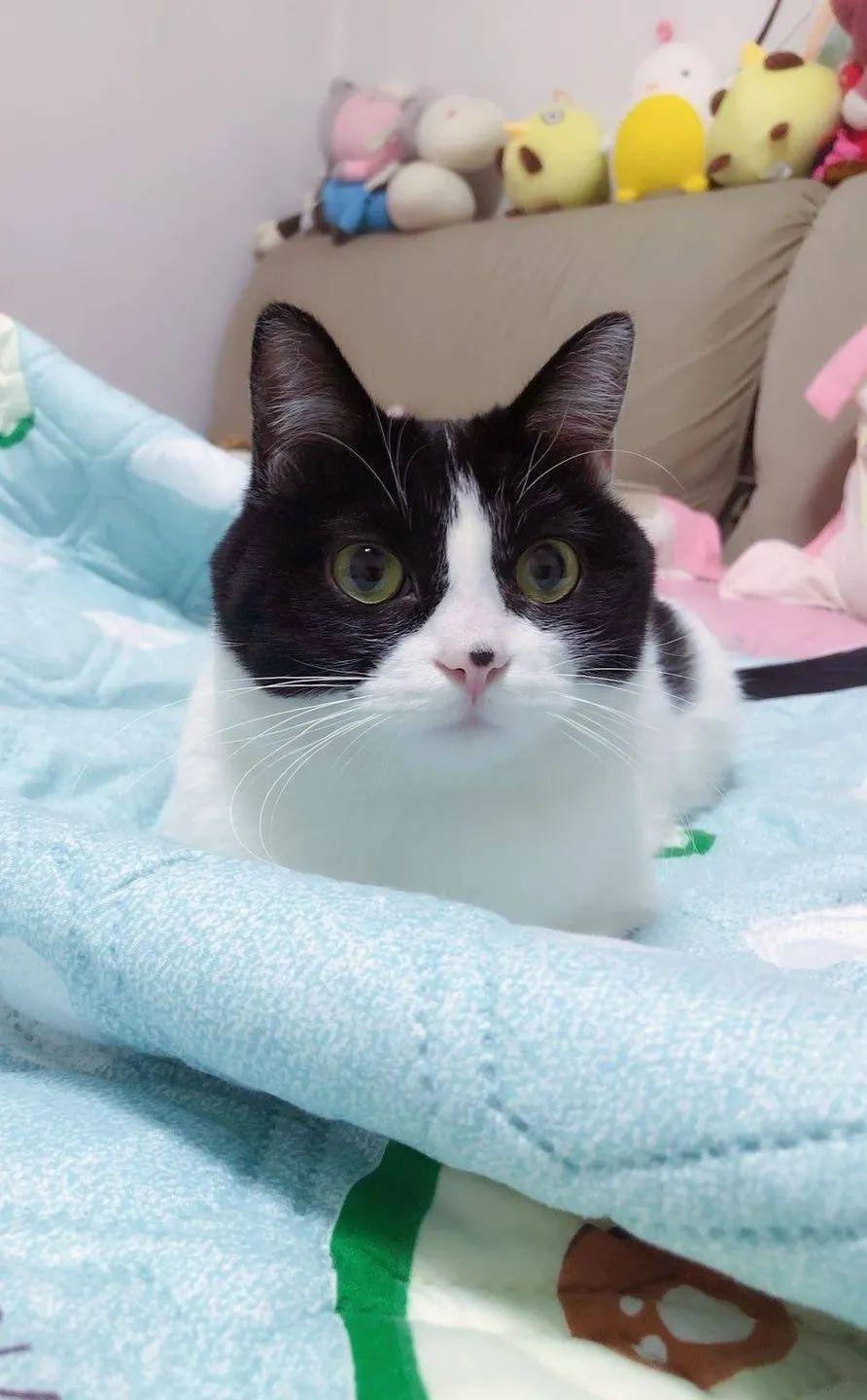 2019年6月,失去了才三岁的布朗(暹罗猫)伤心之余,有心收养一只流浪猫