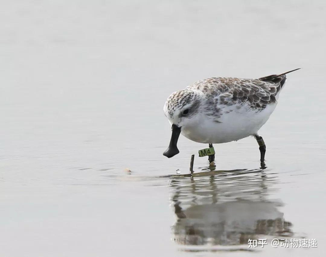 嘴上长饭勺鸟界大熊猫央视蹲守10天才拍到了它的身影