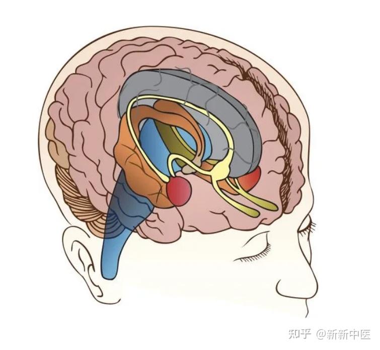 不一样的杏仁核 - 知乎