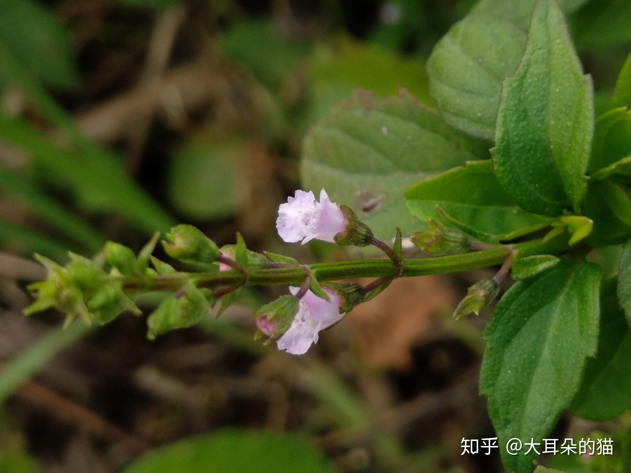 石荠苎属 - 知乎