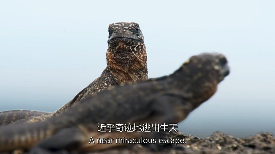 如何评价地球脉动第二季planetearthⅡ