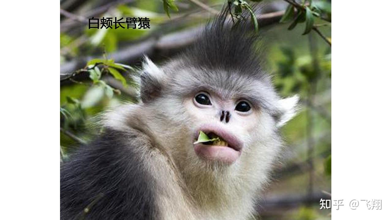 山海经图解第三篇狌狌一种被可能被人类吃灭绝的生物