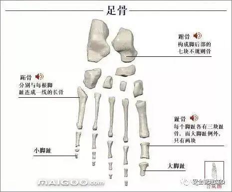 人体骨骼结构图 - 知乎