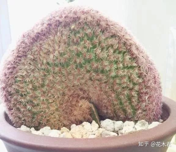 多肉植物的冠、锦、缀化、群生、老桩、多头等分别指什么? - 知乎