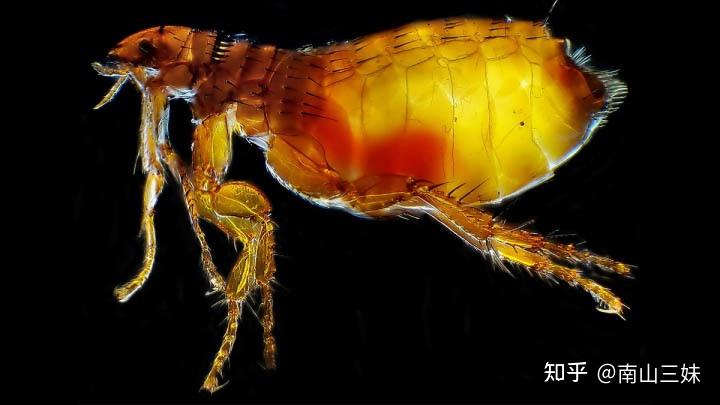 家里为什么会有跳蚤如何清灭家里的跳蚤