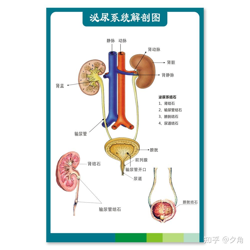 什么是血尿发生血尿是怎么回事