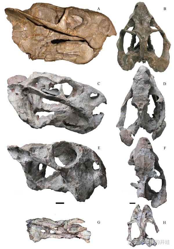 内蒙古大青山脑包沟组发现的晚二叠世二齿兽类头骨.