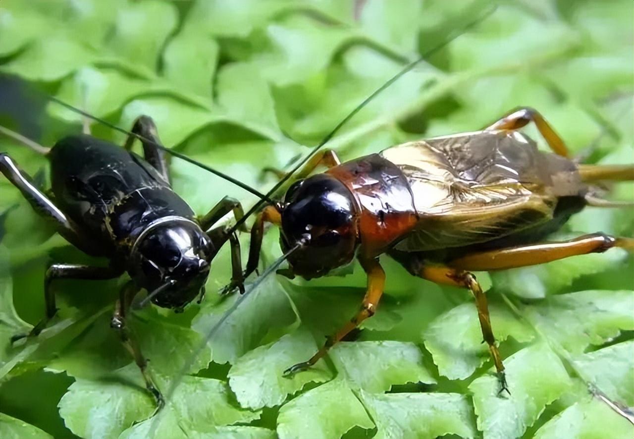 世界上最大的蟋蟀,巨型蟋蟀,价值过万的蟋蟀图片_大山谷图库