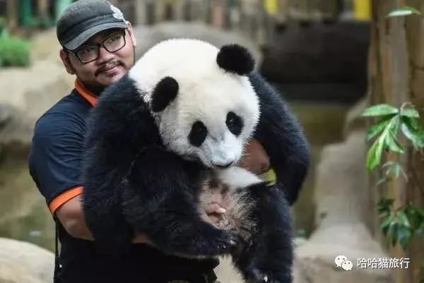 大熊猫兴兴靓靓我们旅居马来西亚的那些年