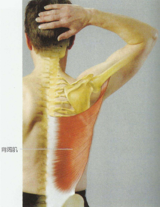 2,背闊肌(latissimus dorsi)