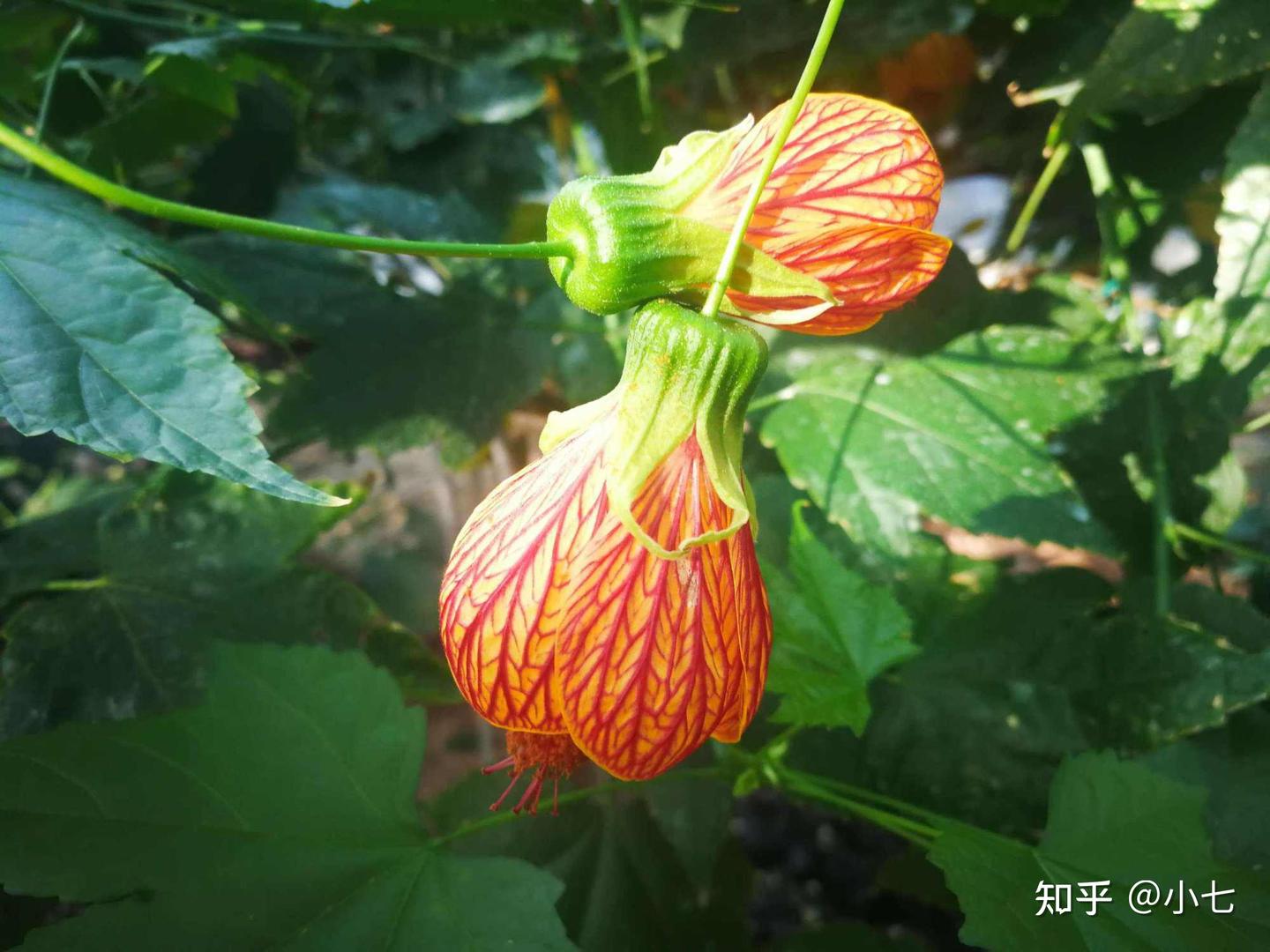 家里种棵“摇钱树”，满屋都是小元宝，喜庆吉利，好看又招财- 知乎