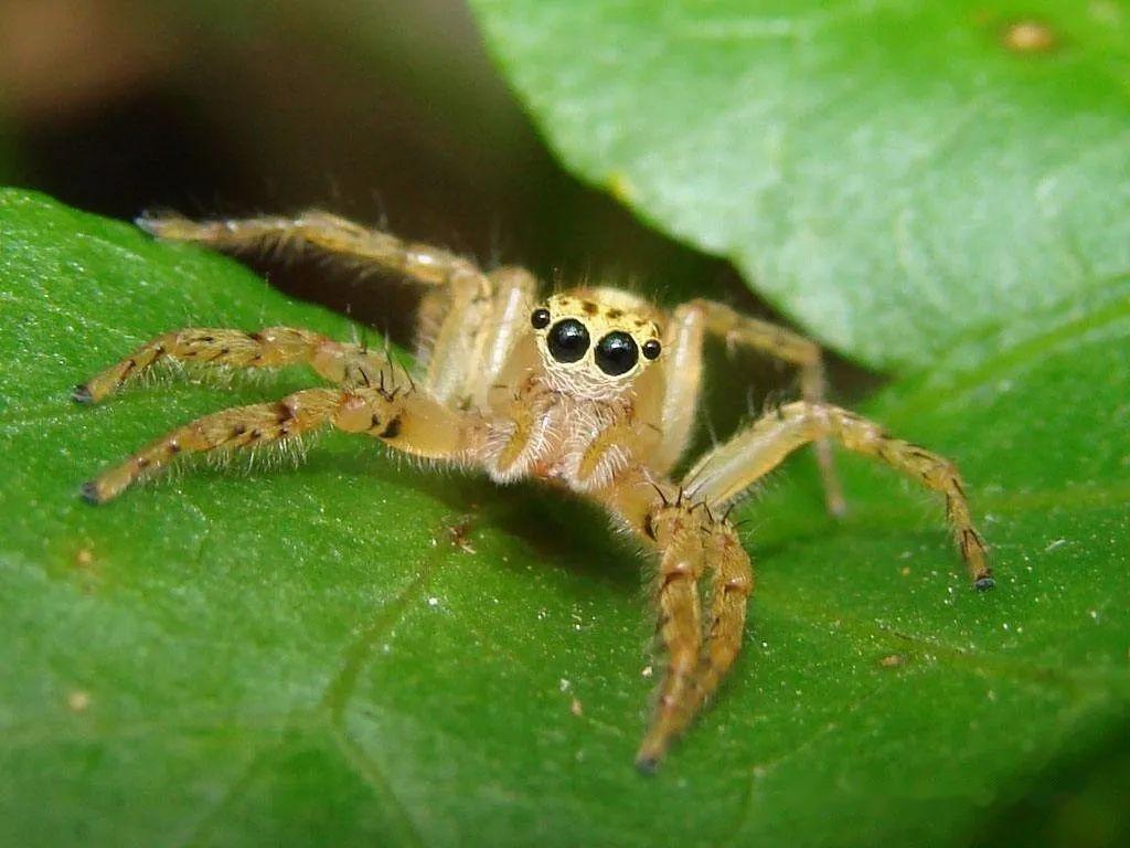 真核生物域動物界真後生動物亞界蛻皮動物總門節肢動物門螯肢亞門蛛形