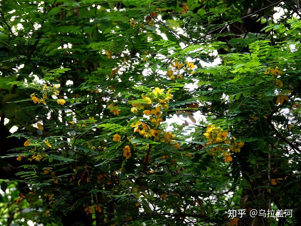 花木春秋183:黄槐决明 | 看似槐树花却黄 - 知乎