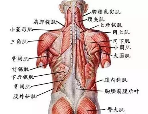 健身 收藏夹 知乎