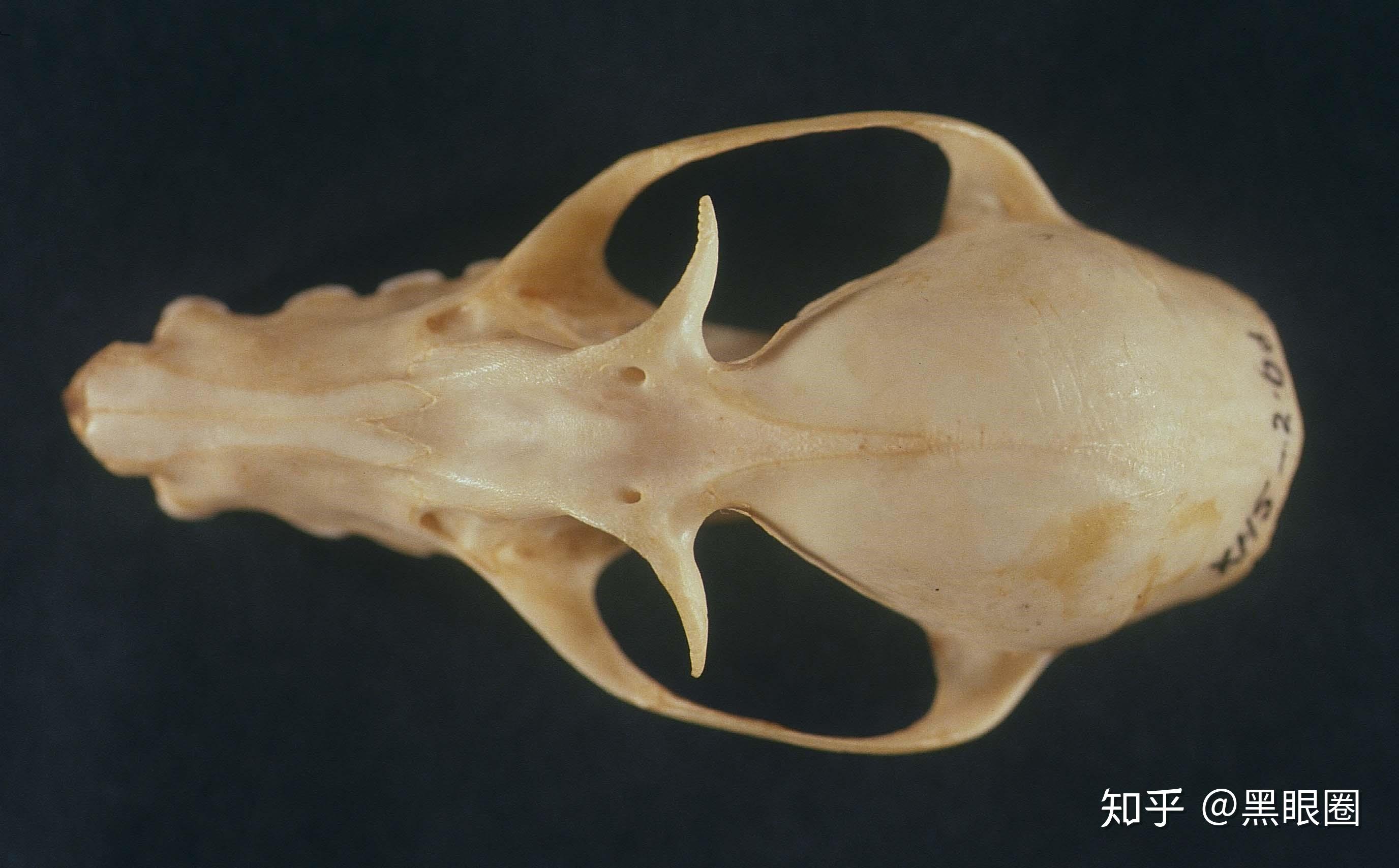 蝙蝠如何获取食物的呢? - 知乎